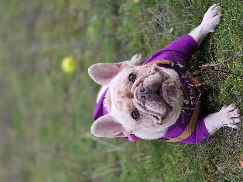 Фото Французький бульдог Еммі, окрас крем.