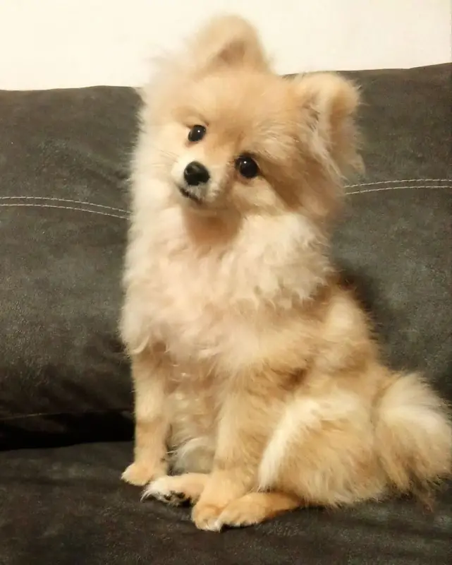 Фото Маленький шпіц Міккі для фото/відео/рекламних зйомок