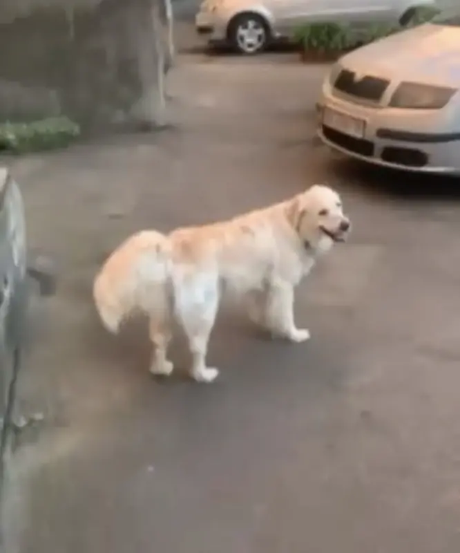 Фото Золотистий ретрівер звати Белла