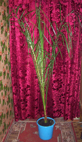 Фото Взять в аренду египетскую финиковую пальму. Аренда пальмы для съёмок в Киеве.