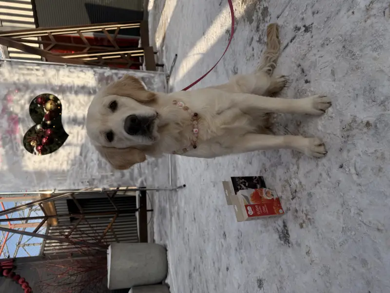 Фото Золотистий ретривер дівчинка щеня для зйомок