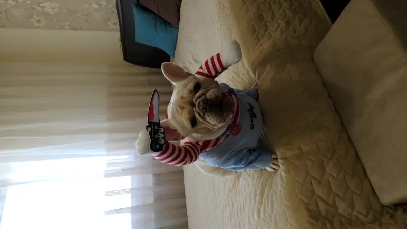 Фото Французький бульдог Еммі, окрас крем.