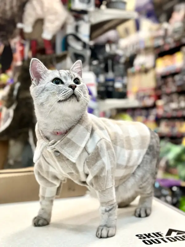 Фото Кішка скотіш страйт 