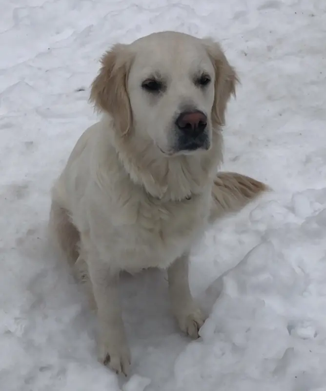 Фото Золотистий ретрівер звати Белла