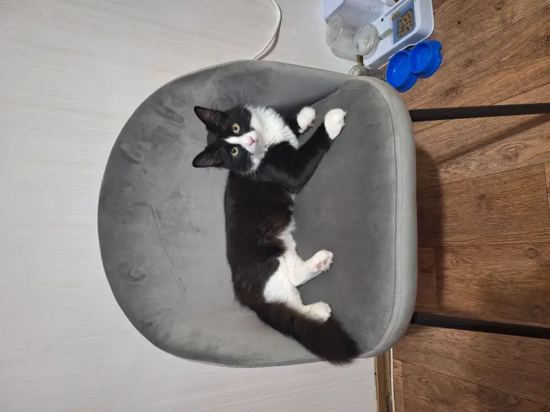 Фото Кіт Сімба