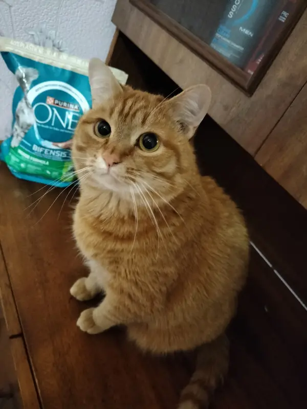 Фото Кіт для реклами