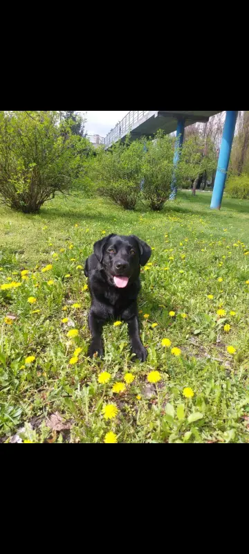 Фото Лабрадор для зйомки (фото/відео, реклама..)