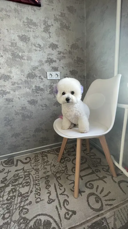 Фото Адель, порода Бішон Фрізе, дівчинка 2,5 року, для фото-відео-рекламних зйомок