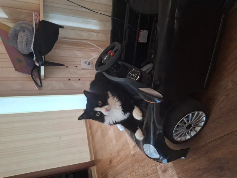 Фото Кіт Сімба