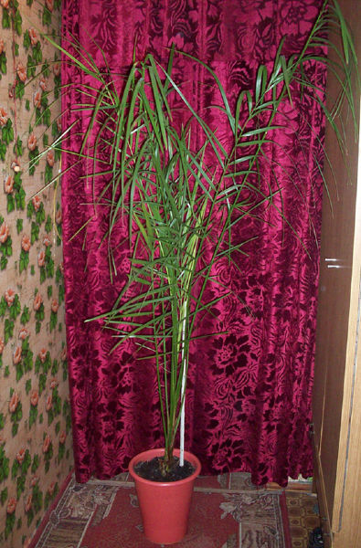 Фото Взять в аренду египетскую финиковую пальму. Аренда пальмы для съёмок в Киеве.
