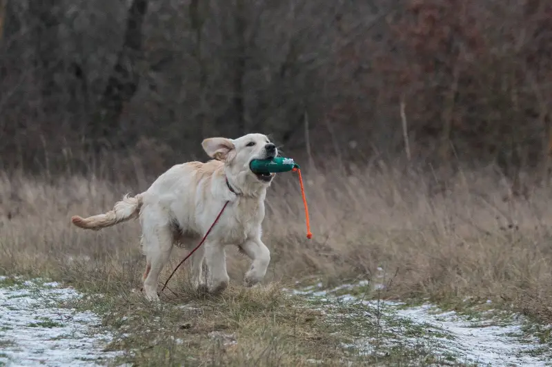 Фото Золотистий ретривер дівчинка щеня для зйомок