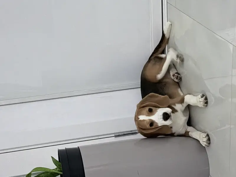 Фото Дівчинка Бігль