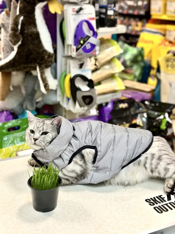 Фото Кішка скотіш страйт 