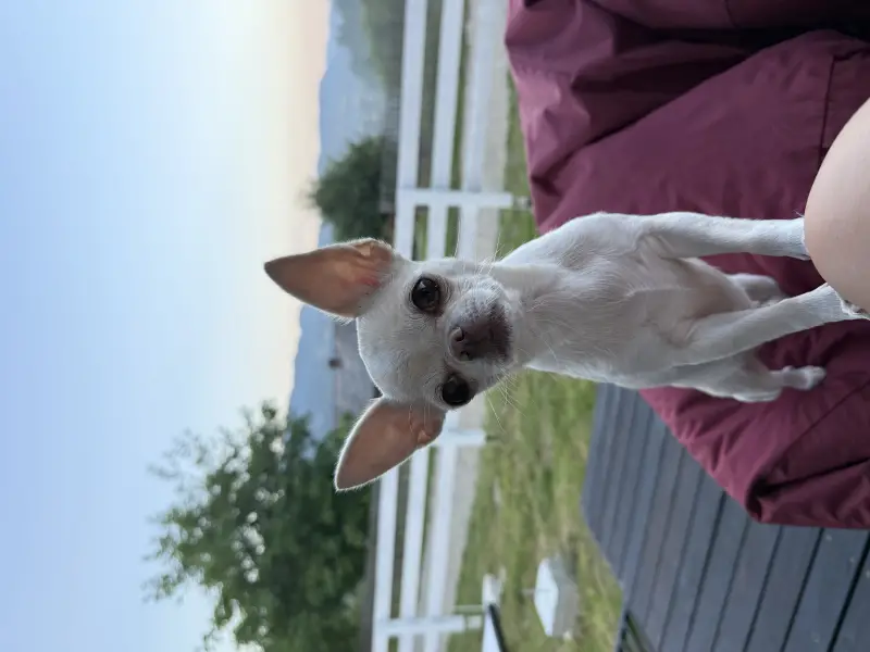 Фото Єва, 5 років для фото-відео зйомок реклами