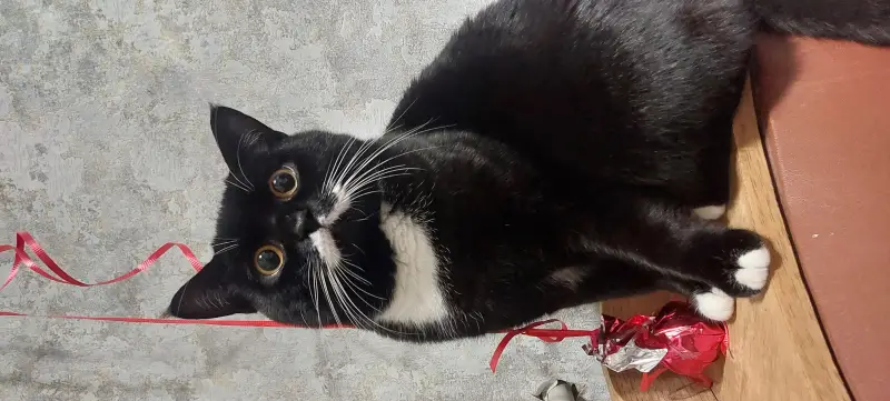 Фото Кіт Степан