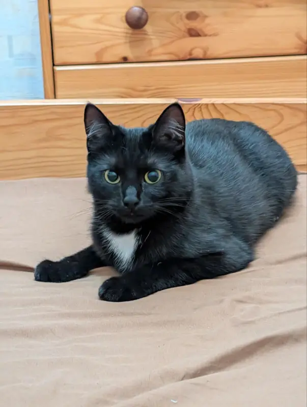 Фото Кішка для зйомок фото-відео реклами