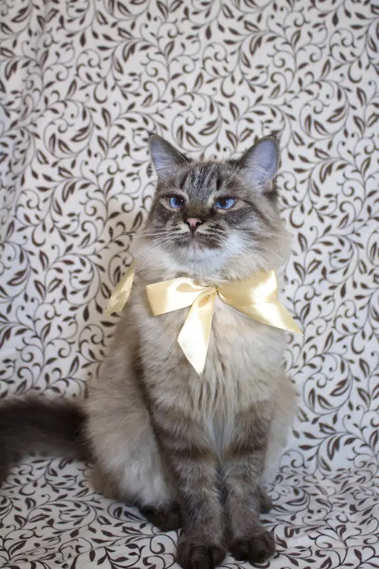 Фото Котики для реклами відео/фото