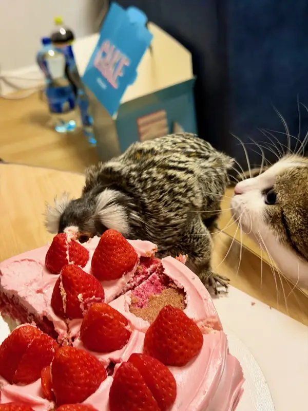 Фото Для зйомок та реклами