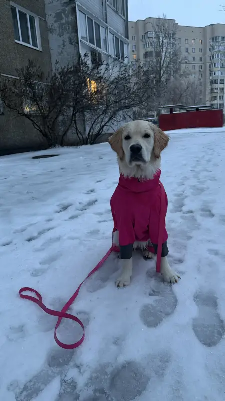 Фото Золотистий ретривер дівчинка щеня для зйомок