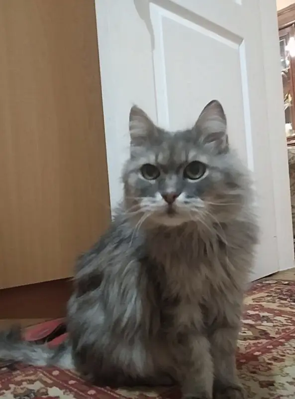 Фото Лео, лагідний кіт, що любить розмовляти