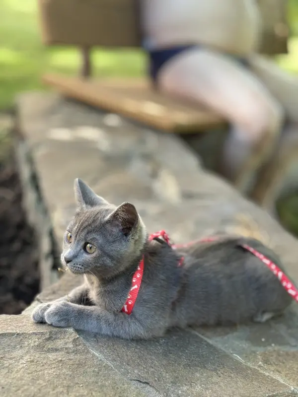 Фото Кішечка Луна