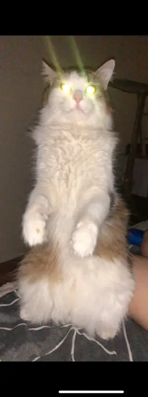 Фото Кіт Тімур Модель для реклами