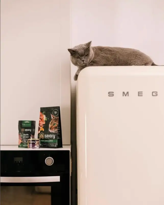 Фото Кіт-британець для фото/відеозйомок