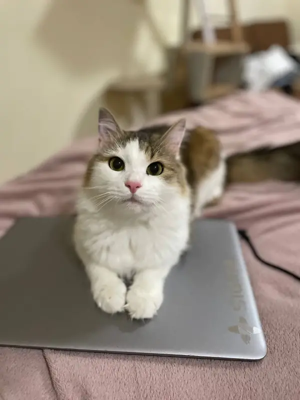 Фото Кіт Тімур Модель для реклами