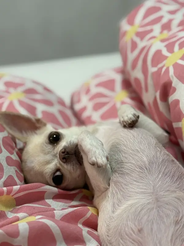 Фото Єва, 5 років для фото-відео зйомок реклами