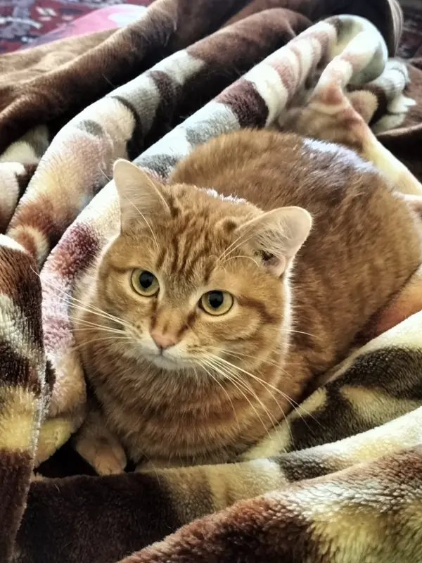 Фото Кіт для реклами