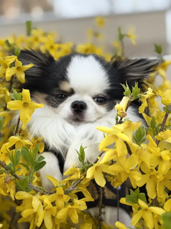 Фото Ексклюзивна, вухата, пухнаста, маленька, карликова, мініатюрна, чіхуа.