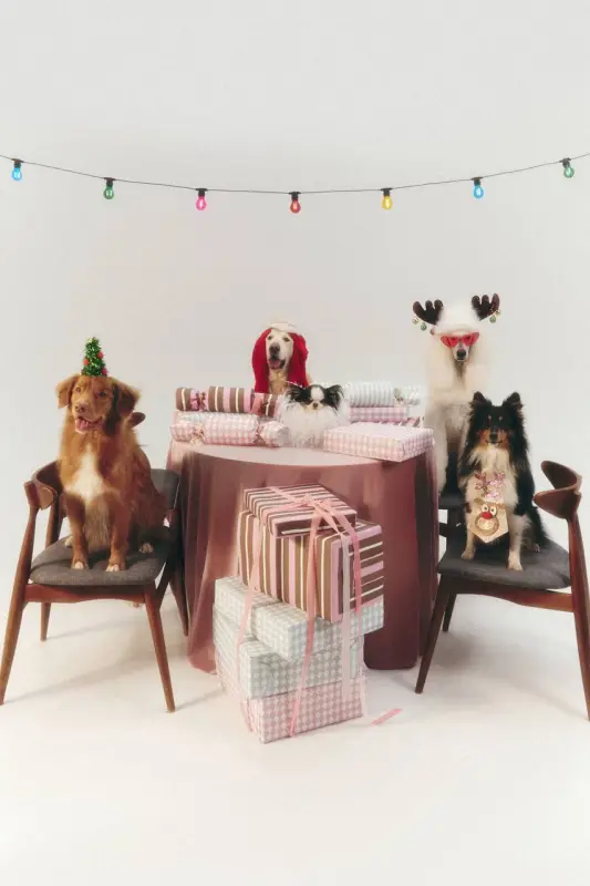 Фото Ексклюзивна, вухата, пухнаста, маленька, карликова, мініатюрна, чіхуа.