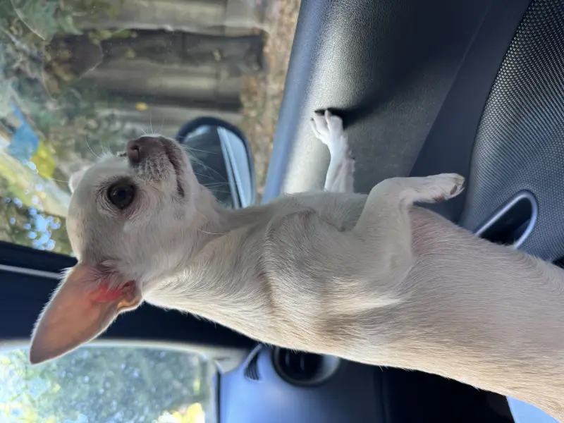 Фото Єва, 5 років для фото-відео зйомок реклами