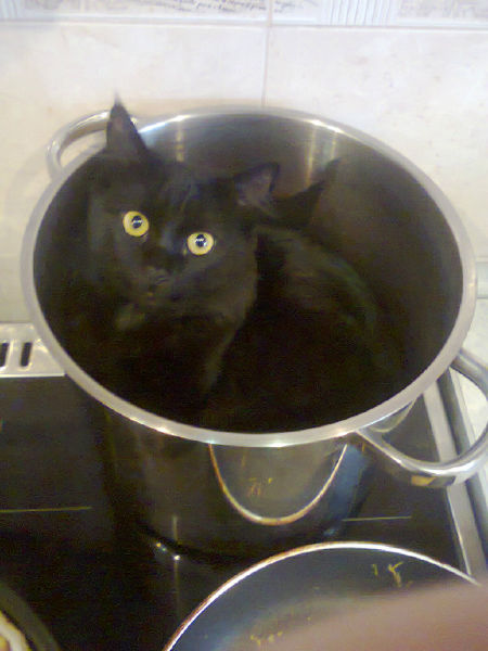 Фото черный кот