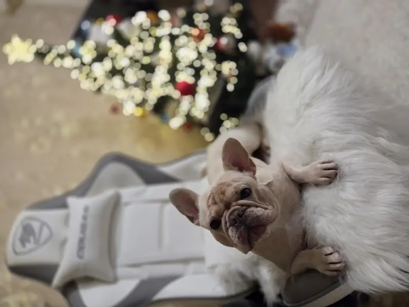 Фото Французький бульдог Еммі, окрас крем.