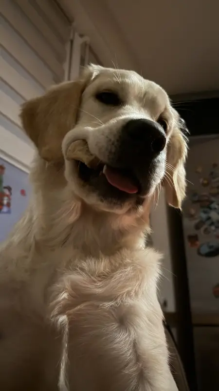 Фото Золотистий ретривер дівчинка щеня для зйомок