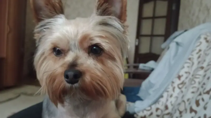 Фото Фотосесія песика