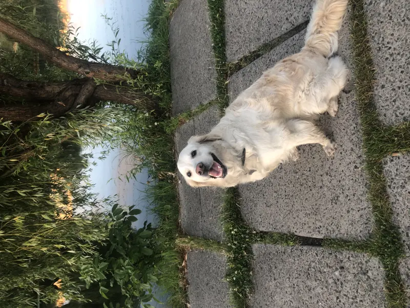 Фото Золотистий ретрівер звати Белла