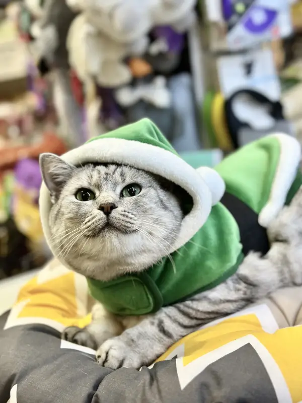 Фото Кішка скотіш страйт 