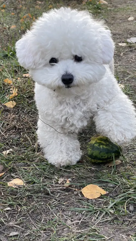 Фото Адель, порода Бішон Фрізе, дівчинка 2,5 року, для фото-відео-рекламних зйомок