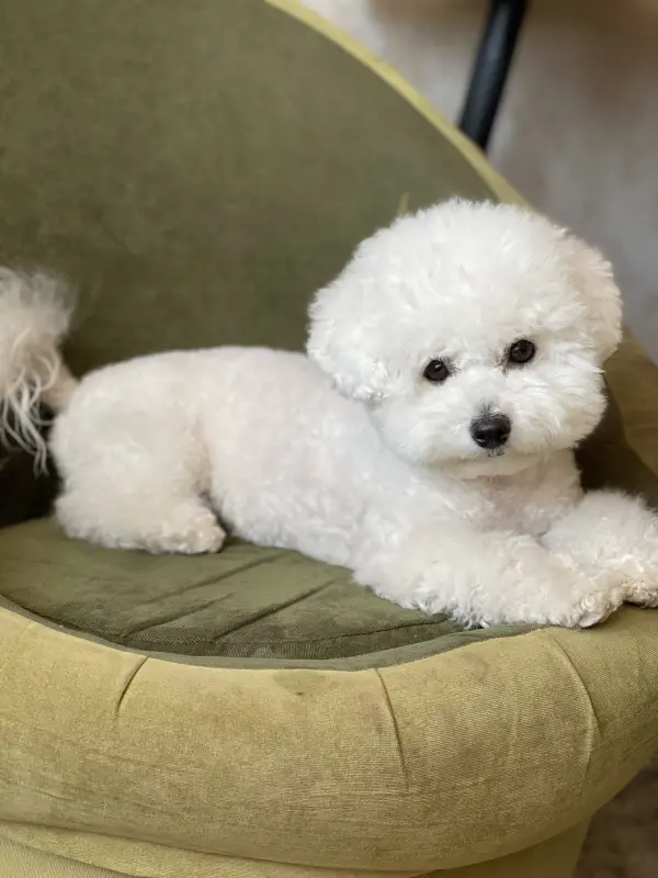 Фото Адель, порода Бішон Фрізе, дівчинка 2,5 року, для фото-відео-рекламних зйомок