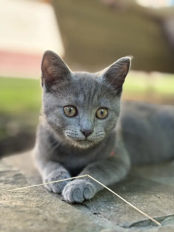 Фото Кішечка Луна