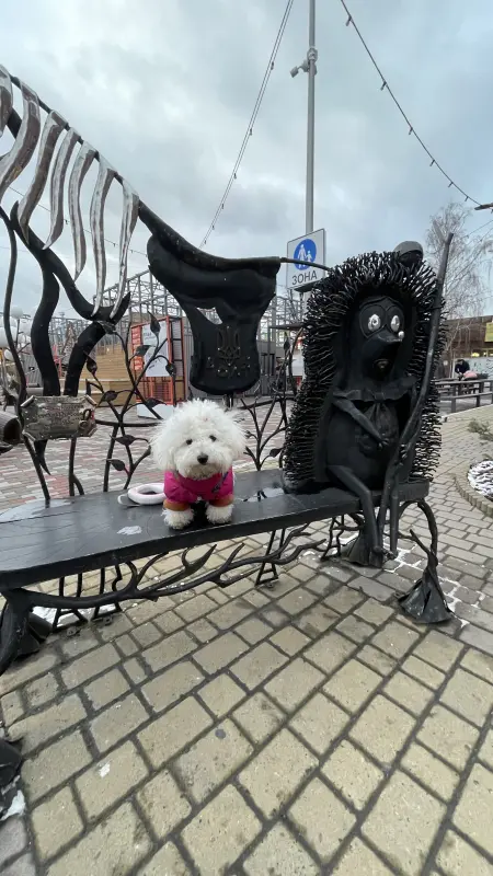 Фото Адель, порода Бішон Фрізе, дівчинка 2,5 року, для фото-відео-рекламних зйомок