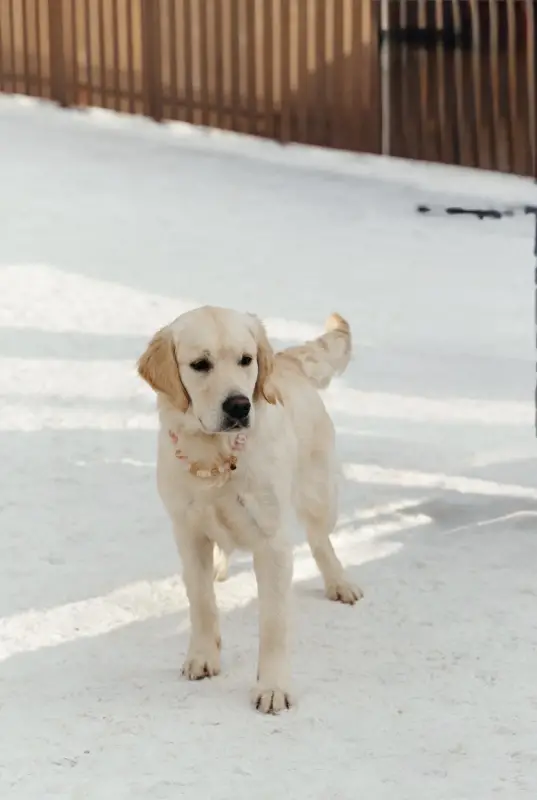 Фото Золотистий ретривер дівчинка щеня для зйомок