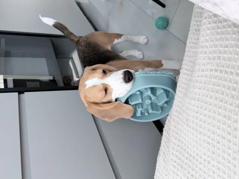 Фото Дівчинка Бігль