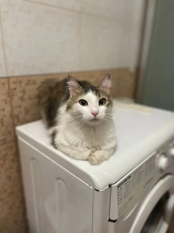 Фото Кіт Тімур Модель для реклами