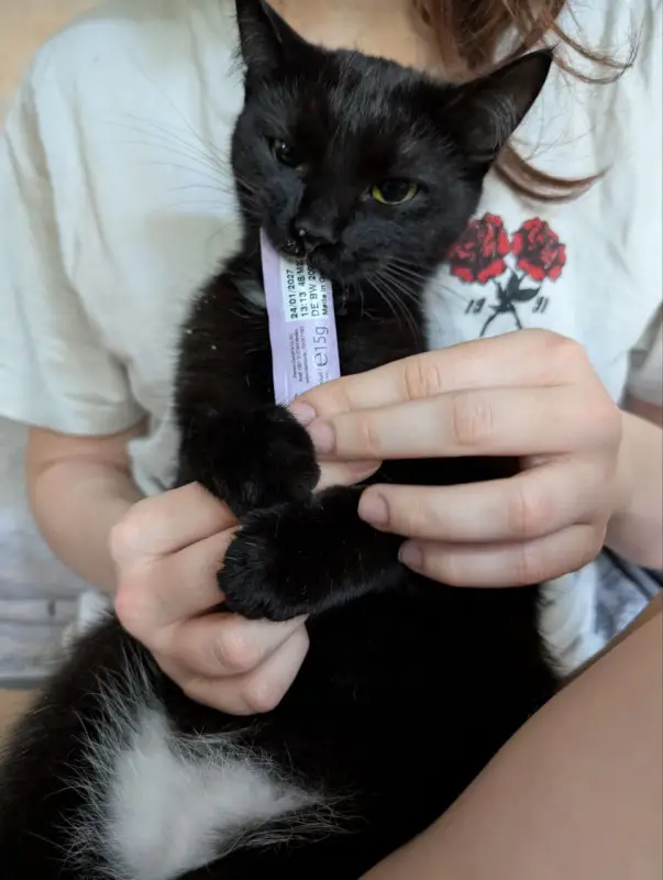 Фото Кішка для зйомок фото-відео реклами