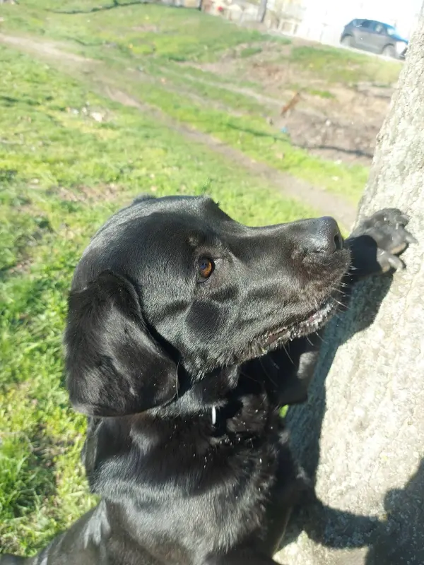 Фото Лабрадор для зйомки (фото/відео, реклама..)