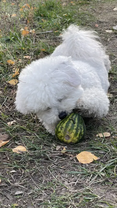 Фото Адель, порода Бішон Фрізе, дівчинка 2,5 року, для фото-відео-рекламних зйомок