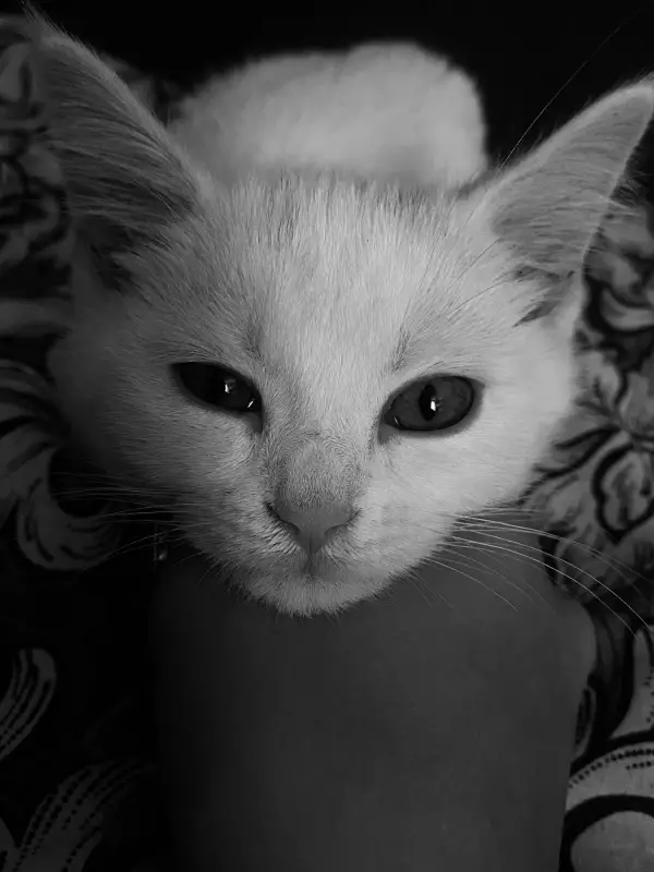 Фото Котик Рокі, для реклам та зйомок